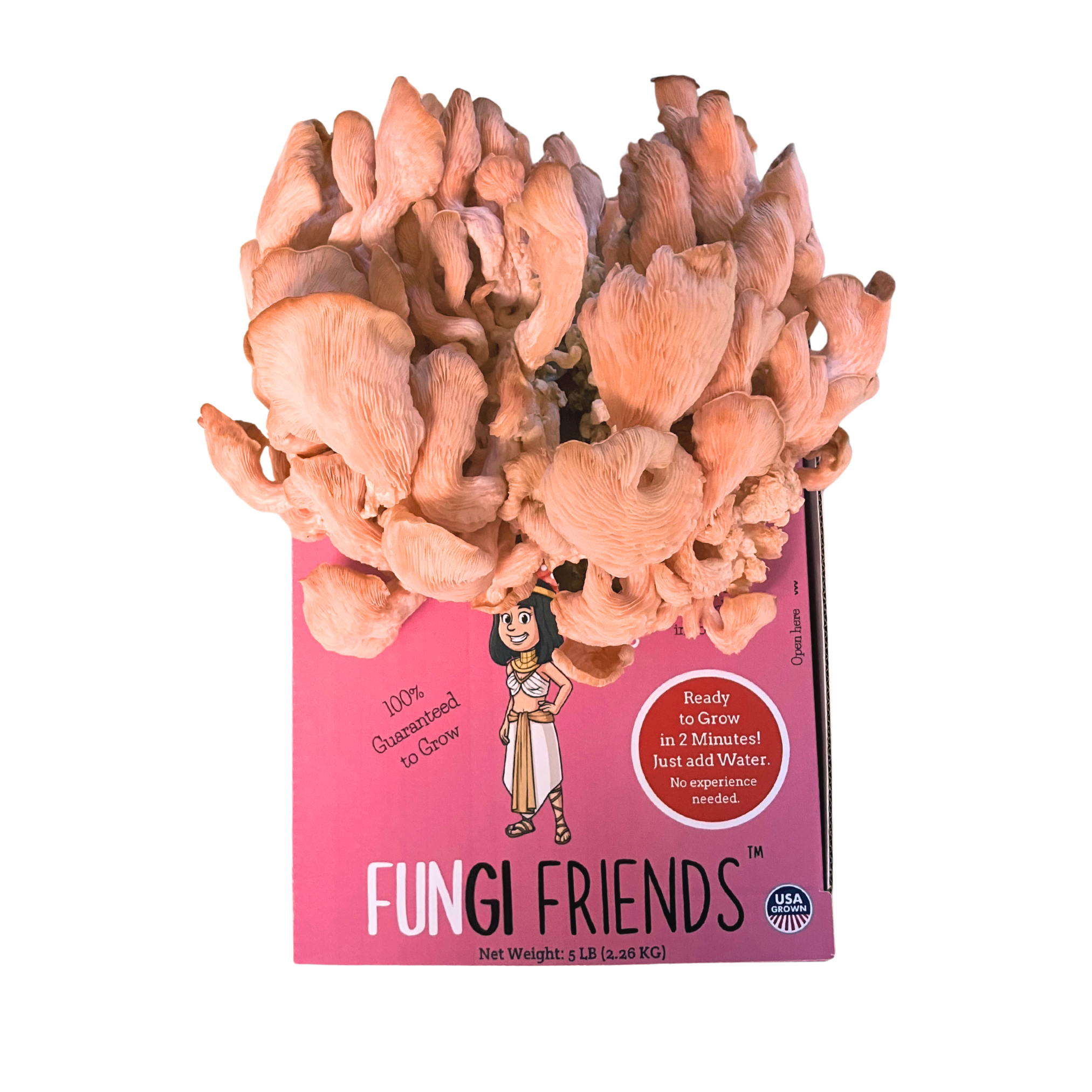 Cleopashrooma - Pink Oyster Mushroom Grow Kit - 5 LBS (with box)